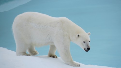 Polar bear as seen in Kennedy Channel on Aug.-12, 2012. [Photo Credit: Kirk McNeil, Labrador from aboard the Canadian Coast Guard Ship Henry Larsen]
