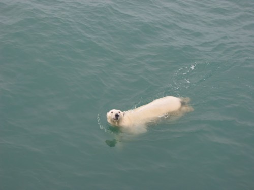 Polar Bear seen Oct.-10, 2003 from aboard the USCGS Healy to the north-east of Alaska [Credit: Andreas Muenchow, University of Delawarel]