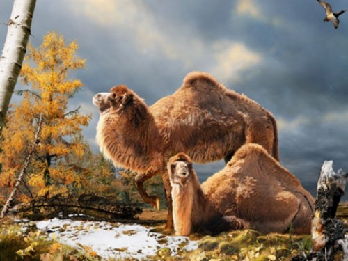 Illustration of the High Arctic camel on Ellesmere Island during the Pliocene warm period, about three and a half million years ago. [Credit: Julius Csotonyi/Canadian Museum of Nature]