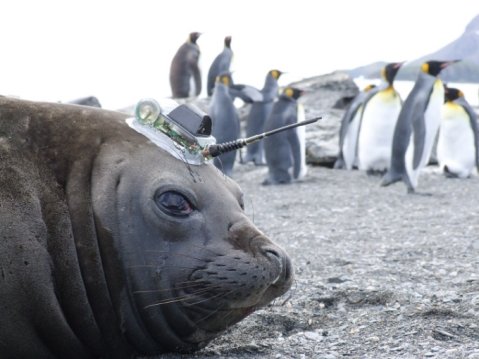 Elephant seal off Antarctica with ocean sensor transmitting data via satellite [Credit Lars Boehme]