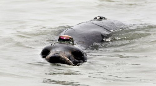 Seal with ocean sensor.