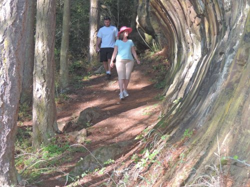 Glacier carved outcrop in Washington Park, Anacortes Island, WA.